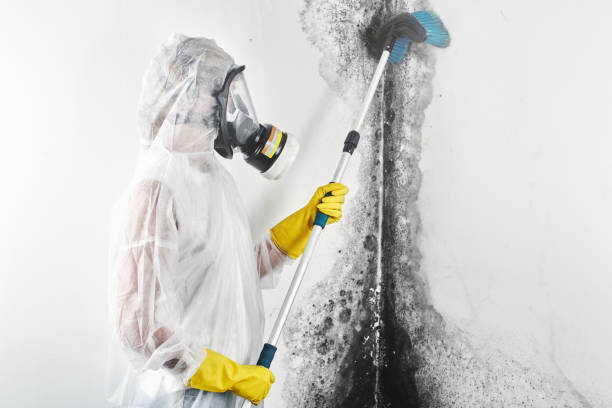 Best Airborne Mold Testing  in Weaverville, CA
